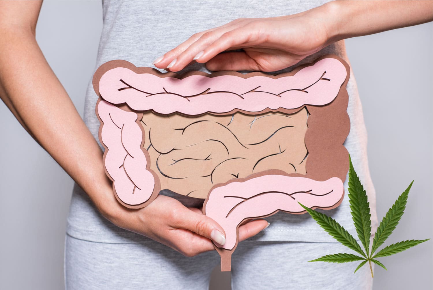 Impacto del CBD en la microbiota intestinal